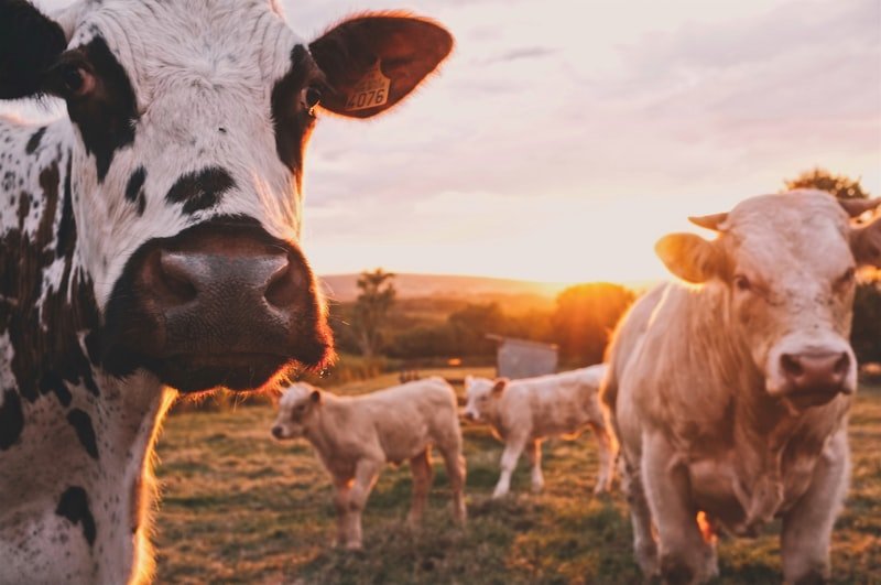 Animal Feed Manufacturing