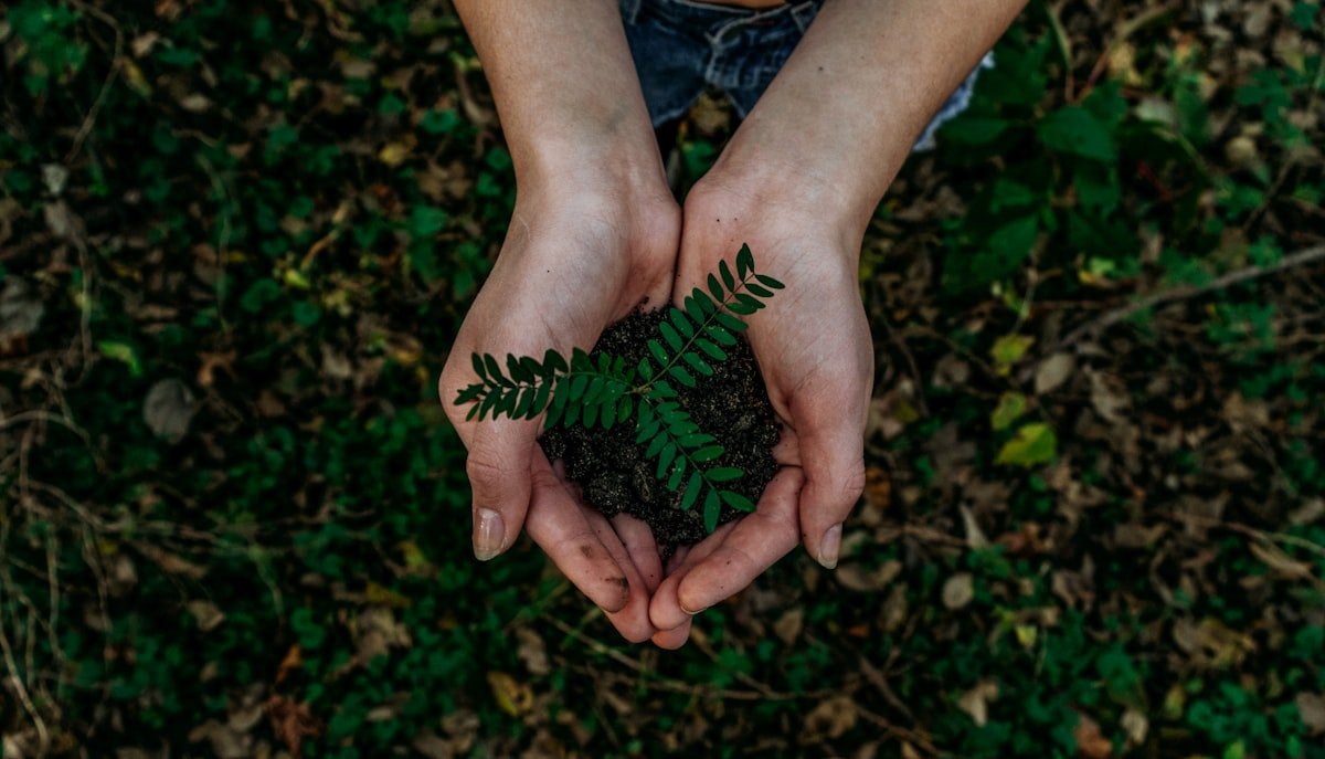Sustainable Growth Sprout